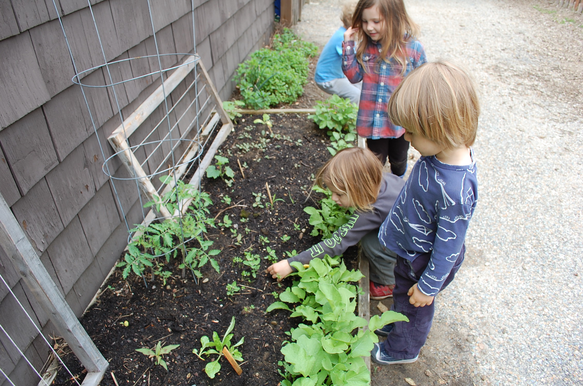 Getting to Know Our Garden