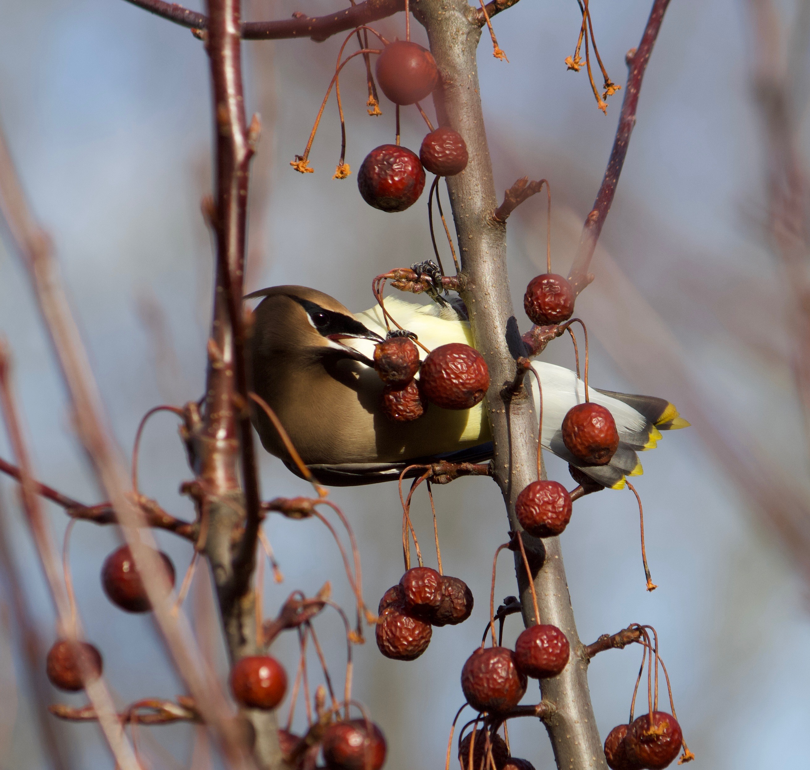 Birds