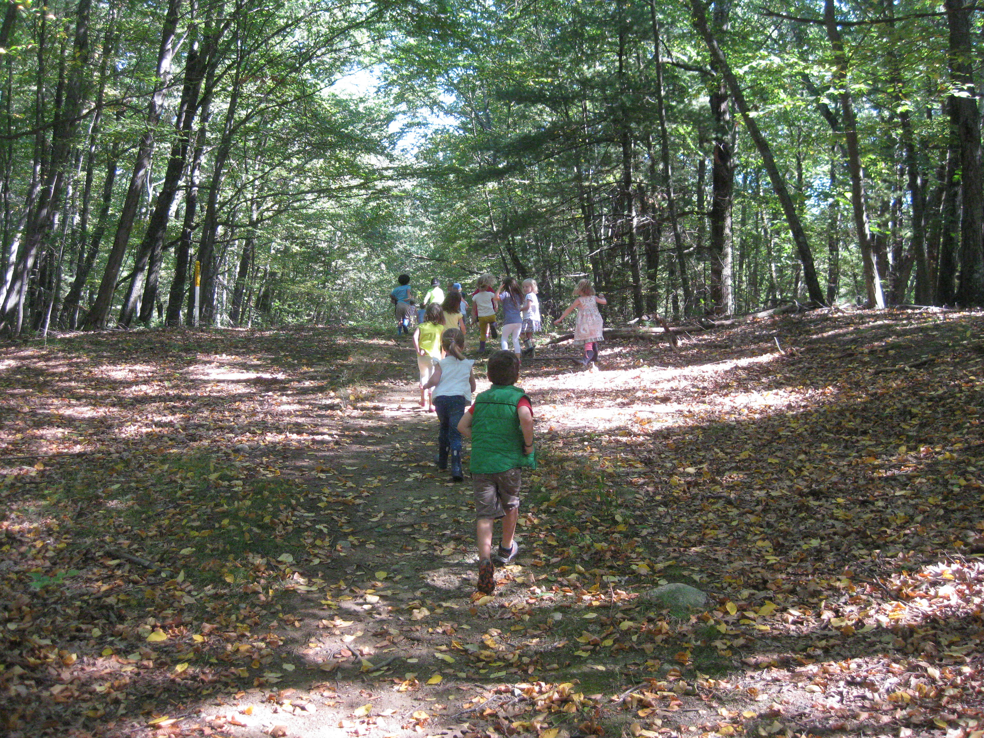 Walking through the Woods