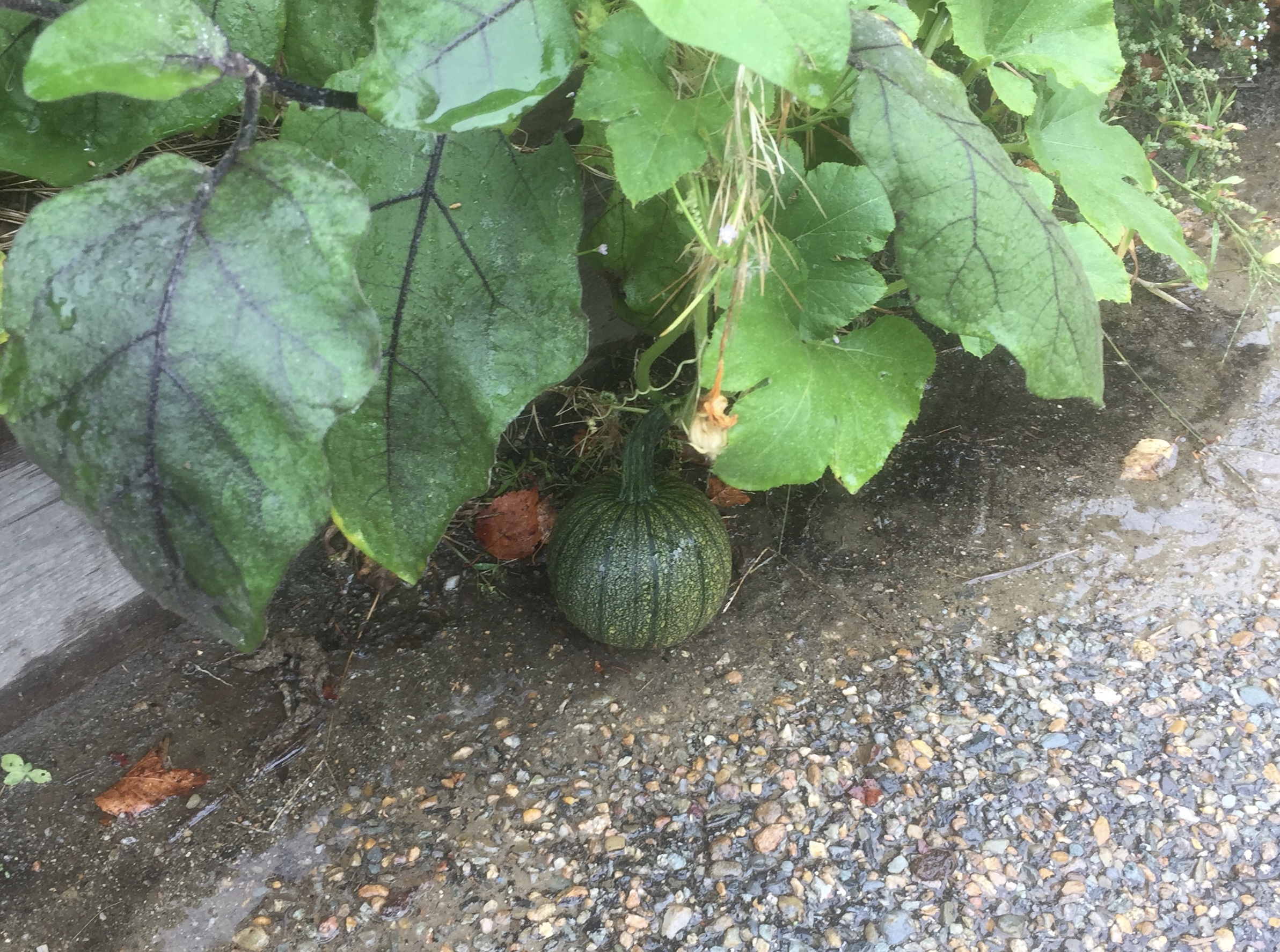 What can we do with this pumpkin?